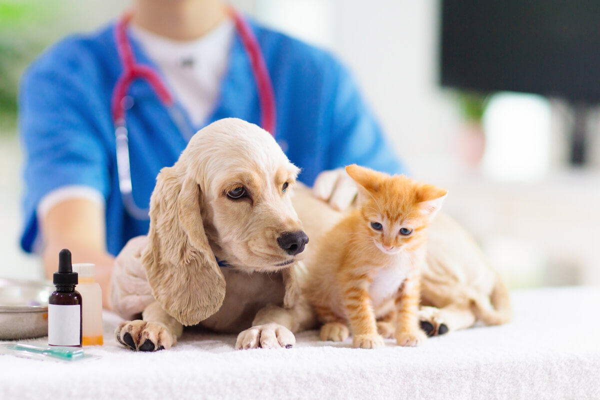 Veterinaria y forrajera La Granjita en Nuevo León
